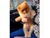 PoulaTo: Τέλεια Pomeranians, κουτάβια